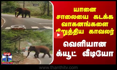 யானை சாலையை கடக்க வாகனங்களை நிறுத்திய காவலர் - வெளியான க்யூட் வீடியோ