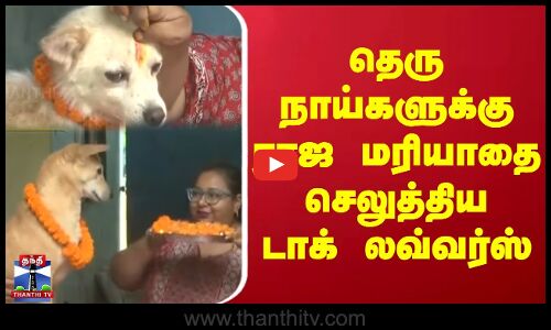 Street Dog ||| தெரு நாய்களுக்கு ராஜ மரியாதை செலுத்திய டாக் லவ்வர்ஸ்