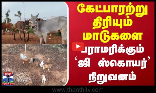 கேட்பாரற்று திரியும் மாடுகளை பராமரிக்கும் `ஜி ஸ்கொயர் நிறுவனம்