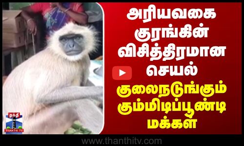 அரியவகை குரங்கின் விசித்திரமான செயல்..குலைநடுங்கும் கும்மிடிப்பூண்டி மக்கள்