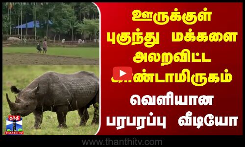 ஊருக்குள் புகுந்து மக்களை அலறவிட்ட காண்டாமிருகம்..வெளியான பரபரப்பு வீடியோ