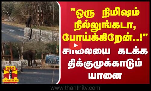 ஒரு நிமிஷம் நில்லுங்கடா, போய்க்கிறேன்..! - சாலையை கடக்க திக்குமுக்காடும் யானை