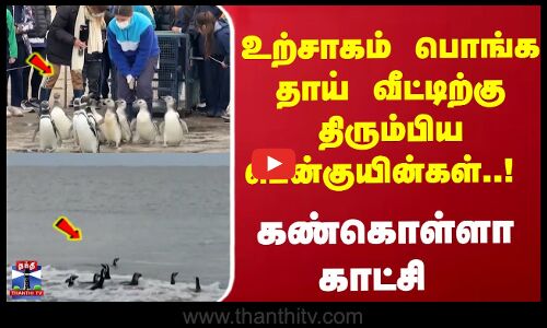 உற்சாகம் பொங்க தாய் வீட்டிற்கு திரும்பிய பென்குயின்கள்..! கண்கொள்ளா காட்சி