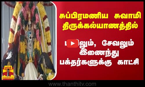 சுப்பிரமணிய சுவாமி திருக்கல்யாணத்தில் மயிலும், சேவலும் இணைந்து பக்தர்களுக்கு காட்சி