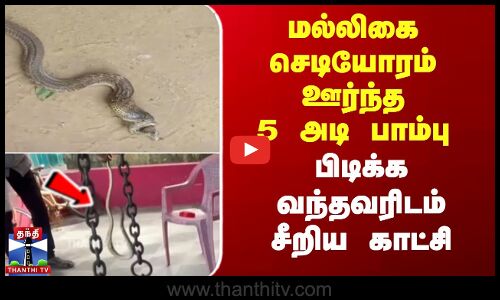 மல்லிகை செடியோரம் கிடந்த 5 அடி பாம்பு - பிடிக்க வந்தவரிடம் சீறிய காட்சி