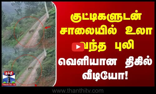 குட்டிகளுடன் சாலையில் உலா வந்த புலி... வெளியான திகில் வீடியோ!