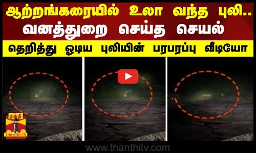 ஆற்றங்கரையில் உலா வந்த புலி.. வனத்துறை செய்த செயல் - தெறித்து ஓடிய புலியின் பரபரப்பு வீடியோ