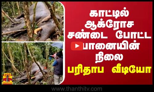 காட்டில் ஆக்ரோச சண்டை போட்ட யானையின் நிலை... பரிதாப வீடியோ
