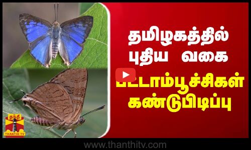 மேற்கு தொடா்ச்சி மலையில் கண்டறியப்பட்ட புதிய வண்ணத்துப்பூச்சி இனம்