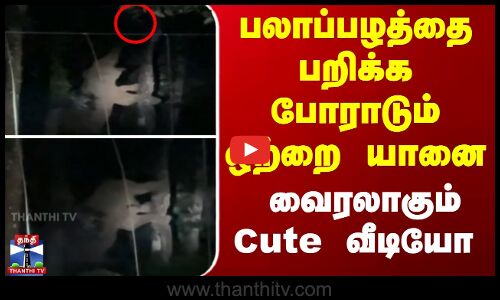 பலாப்பழத்தை பறிக்க போராடும் ஒற்றை யானை - வைரலாகும் Cute வீடியோ