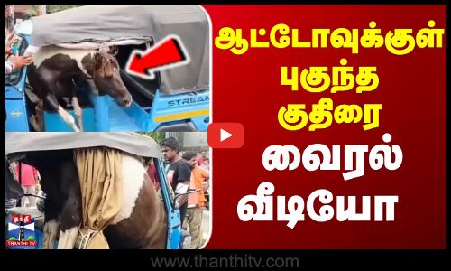 ஆட்டோவுக்குள் புகுந்த குதிரை.. வைரல் வீடியோ