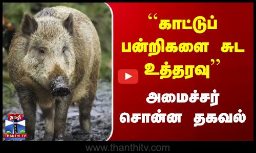 காட்டுப்பன்றிகளை சுட உத்தரவு | அமைச்சர் சொன்ன தகவல்