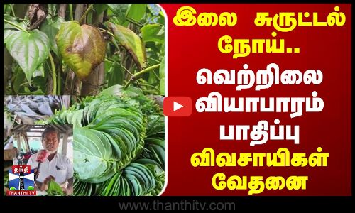 இலை சுருட்டல் நோய்.. வெற்றிலை வியாபாரம் பாதிப்பு - விவசாயிகள் வேதனை
