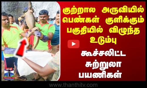 மெயின் அருவியில் பெண்கள் குளிக்கும் பகுதியில் விழுந்த உடும்பு