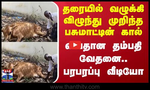 Chengalpattu | தரையில் வழுக்கி விழுந்து முறிந்த பசுமாட்டின் கால் - வயதான தம்பதி வேதனை
