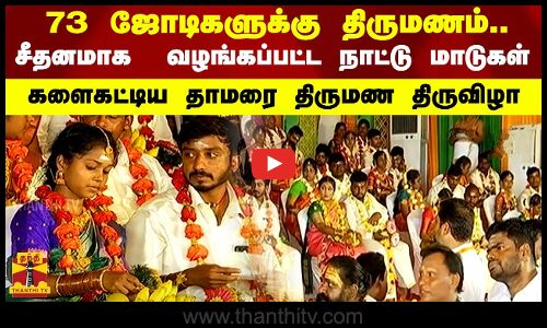 73  ஜோடிகளுக்கு திருமணம்..சீதனமாக  வழங்கப்பட்ட நாட்டு மாடுகள்..களைகட்டிய தாமரை திருமண திருவிழா..