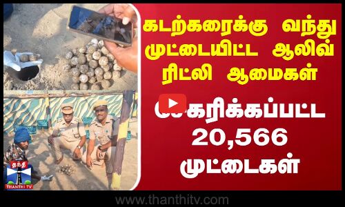 கடற்கரைக்கு வந்து முட்டையிட்ட ஆலிவ் ரிட்லி ஆமைகள் - சேகரிக்கப்பட்ட 20,566 முட்டைகள்