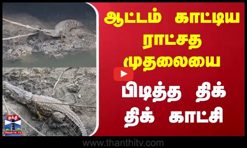 ஆட்டம் காட்டிய ராட்சத முதலையை பிடித்த திக் திக் காட்சி