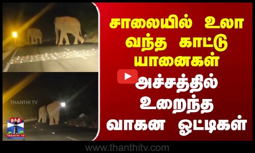 சாலையில் உலா வந்த காட்டு யானைகள் | அச்சத்தில் உறைந்த வாகன ஓட்டிகள்..!