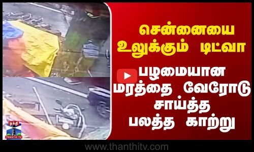 ditwah cyclone || சென்னையை உலுக்கும் டிட்வா  பழமையானமரத்தை வேரோடு சாய்த்த பலத்த காற்று