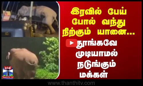 இரவில் பேய் போல் வந்து நிற்கும் யானை... தூங்கவே முடியாமல் நடுங்கும் மக்கள்