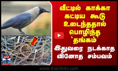 வீட்டில் காக்கா கட்டிய கூடு உடைந்ததால் பொழிந்த `தங்கம்’ இதுவரை நடக்காத வினோத சம்பவம்