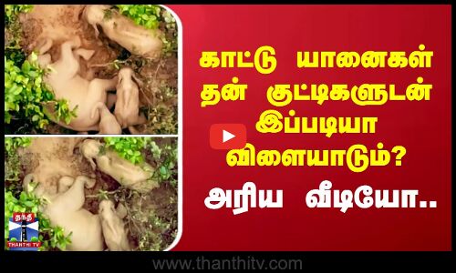 காட்டு யானைகள் தன் குட்டிகளுடன் இப்படியா விளையாடும்? அரிய வீடியோ