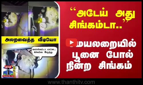 சமயலறையில் பூனை போல் நின்ற சிங்கம் - அலறவைத்த வீடியோ