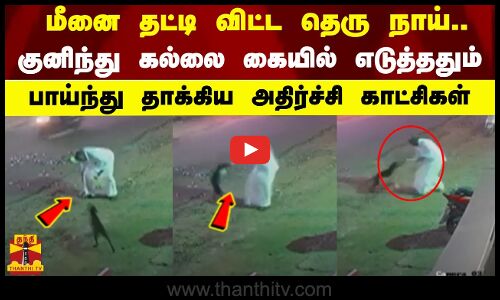 மீனை தட்டி விட்ட தெரு நாய்... குனிந்து கல்லை கையில் எடுத்ததும் பாய்ந்து தாக்கிய அதிர்ச்சி காட்சிகள்