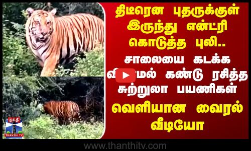 திடீரென என்ட்ரி கொடுத்த புலி..சாலையை கடக்க விடாமல் கண்டு ரசித்த சுற்றுலா பயணிகள்..