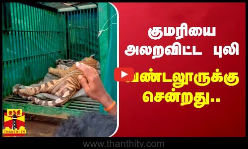 குமரியை அலறவிட்ட புலி வண்டலூருக்கு  சென்றது...