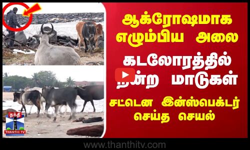 Karaikkal Rain | ஆக்ரோஷமாக எழும்பிய அலை..கடலோரத்தில் நின்ற மாடுகள்..சட்டென இன்ஸ்பெக்டர் செய்த செயல்