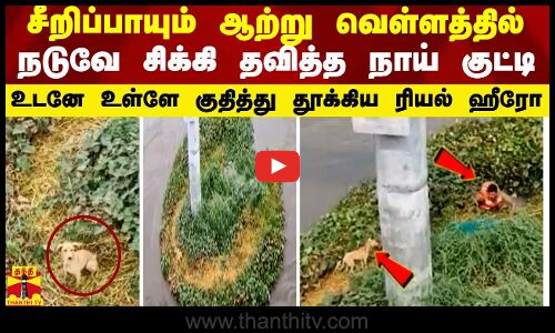 சீறிப்பாயும் ஆற்று வெள்ளத்தில் நடுவே சிக்கி தவித்த நாய் குட்டி - உள்ளே குதித்து தூக்கிய ரியல் ஹீரோ