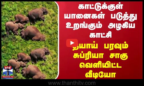 காட்டுக்குள் யானைகள் படுத்து உறங்கும் அழகிய காட்சி - தீயாய் பரவும் சுப்ரியா சாகு வெளியிட்ட வீடியோ