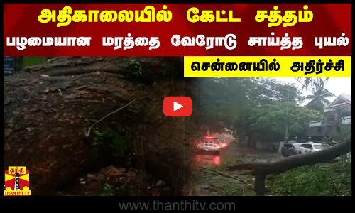 அதிகாலையில் கேட்ட சத்தம்.. பழமையான மரத்தை வேரோடு சாய்த்த புயல்.. சென்னையில் அதிர்ச்சி