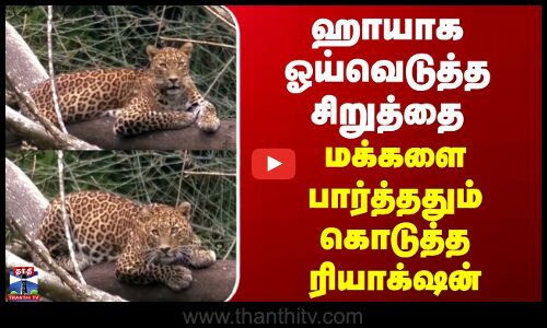 Nilgiris | Leopard | மரத்தின் மீது ஹாயாக ஓய்வெடுத்த சிறுத்தை | மக்களை பார்த்ததும் கொடுத்த ரியாக்‌ஷன்