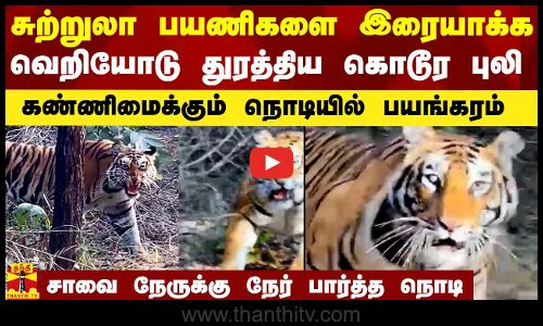 சுற்றுலா பயணிகளை இரையாக்க வெறிகொண்டு துரத்திய கொடூர புலி.. சாவை நேருக்கு நேர் பார்த்த நொடி