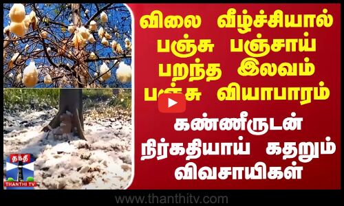 விலை வீழ்ச்சியால் பஞ்சு பஞ்சாய் பறந்த இலவம் பஞ்சு வியாபாரம்-கண்ணீருடன் நிர்கதியாய் கதறும் விவசாயிகள்