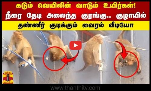 கடும் வெயிலின் வாடும் உயிர்கள்!  நீரை தேடி அலைந்த குரங்கு குழாயில் தண்ணீர் குடிக்கும் வைரல் வீடியோ