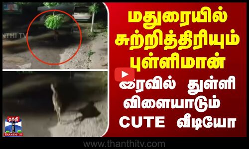 மதுரையில் சுற்றித்திரியும் புள்ளிமான் -  இரவில் துள்ளி விளையாடும் CUTE  வீடியோ