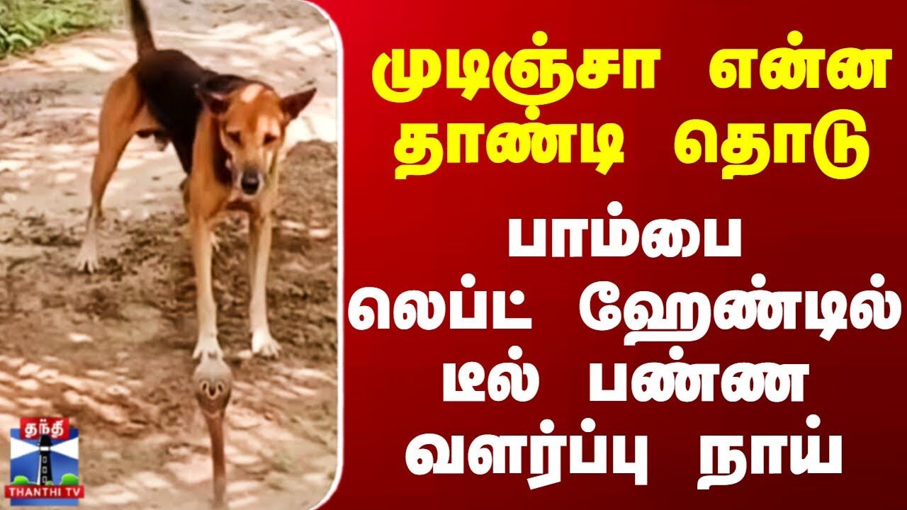 Dog VS Snake || முடிஞ்சா என்ன தாண்டி தொடு பாம்பை லெப்ட் ஹேண்டில்டீல் பண்ண வளர்ப்பு நாய்
