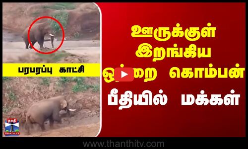 Elephant | Coimbatore | ஊருக்குள் இறங்கிய ஒற்றை கொம்பன்... பீதியில் மக்கள்