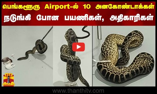 பெங்களூரு Airport-ல் 10 அனகோண்டாக்கள் - நடுங்கி போன பயணிகள், அதிகாரிகள் | Anaconda