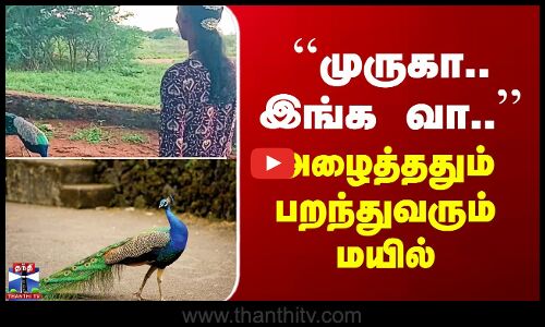 ``முருகா.. இங்க வா..’’ அழைத்ததும் பறந்துவரும் மயில்
