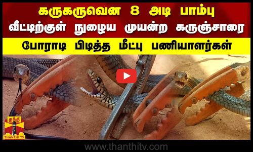 கருகருவென 8 அடி பாம்பு வீட்டிற்குள் நுழைய முயன்ற கருஞ்சாரை போராடி பிடித்த மீட்பு பணியாளர்கள்