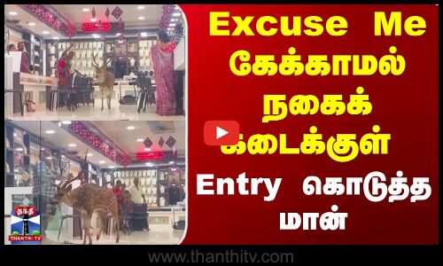 Excuse Me கேக்காமல் நகைக் கடைக்குள் Entry  கொடுத்த மான்