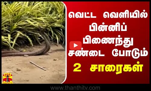 வெட்ட வெளியில் பின்னிப் பிணைந்து சண்டை போடும் 2 சாரை பாம்புகள்
