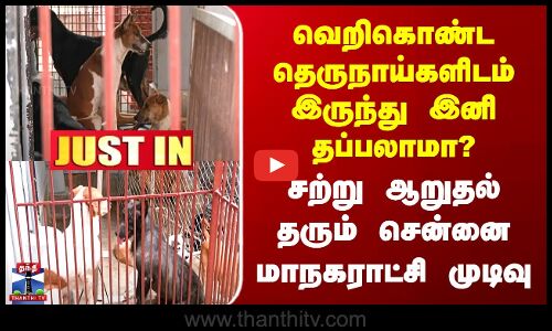 Stray Dog வெறிகொண்ட தெருநாய்களிடம் இருந்து இனி தப்பலாமா? சற்று ஆறுதல் தரும் சென்னை மாநகராட்சி முடிவு