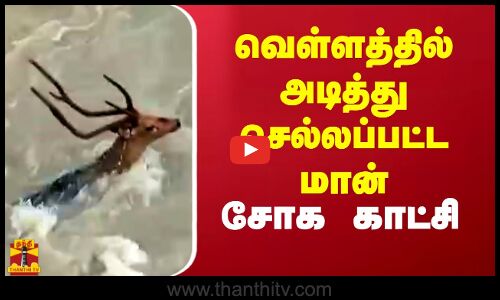 வெள்ளத்தில் அடித்து செல்லப்பட்ட மான்.. சோக காட்சி