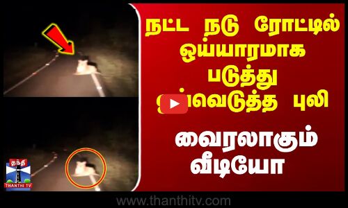 நட்ட நடு ரோட்டில் ஒய்யாரமாக படுத்து ஓய்வெடுத்த புலி - வைரலாகும் வீடியோ